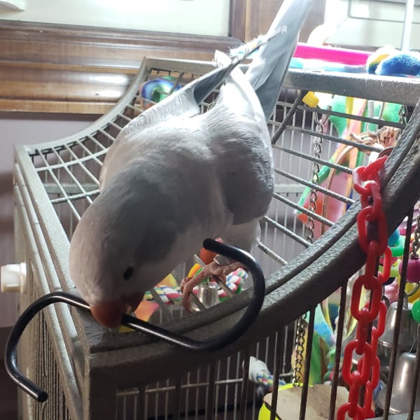 How Can I Achieve Better Birdcage Environments for My Birds?