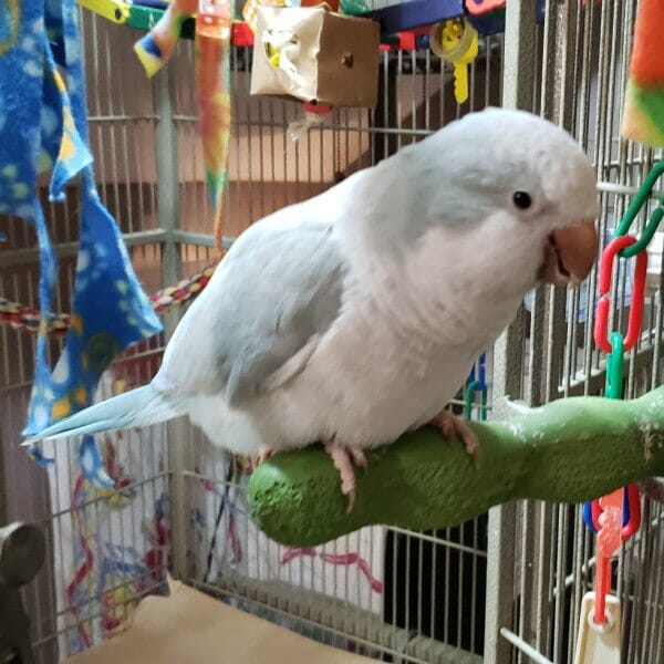 blue Quaker parrot named Chili on grooming perch attacherd to the inside of the door to his cage