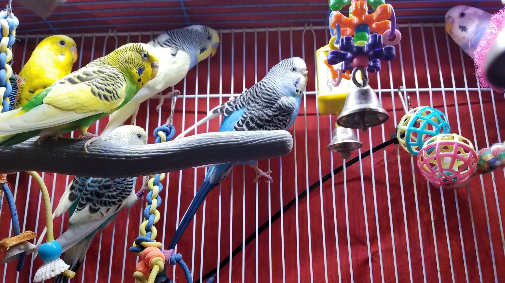 6 budgies - the breakfast club @ windy city parrot - Bacon, Eggs, Toast, jam, biscuit, gravy