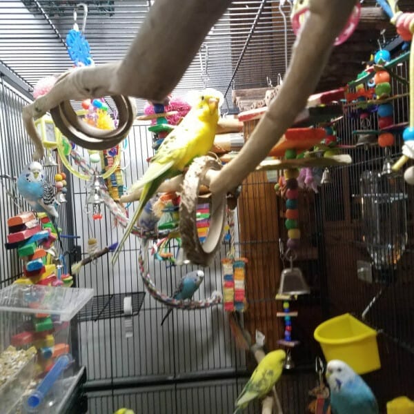 Can I Put Cockatiels and Parakeets in the Same Cage?