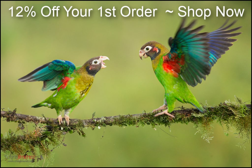 2 Brown Hooded Parrots