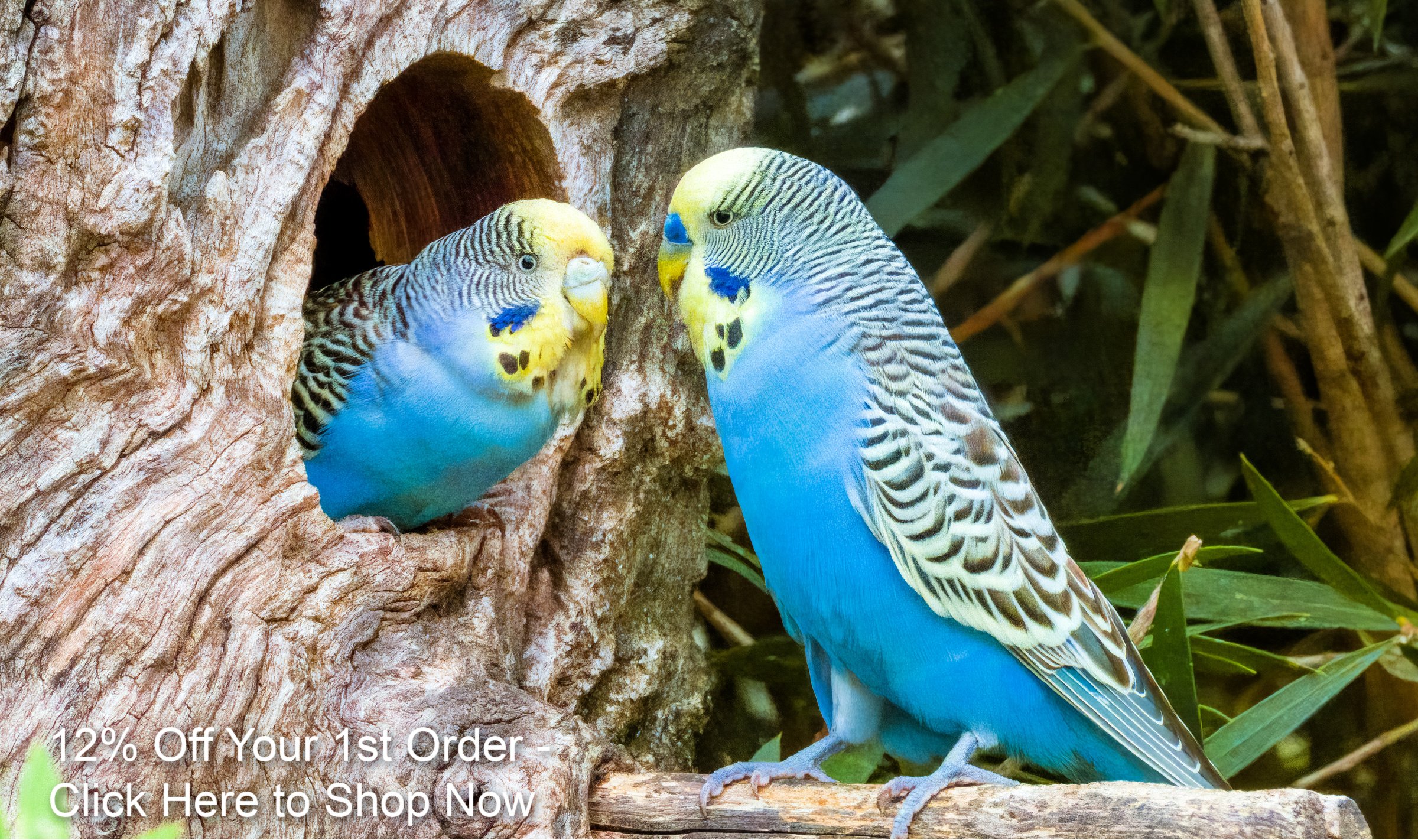 2 blue budgies in the wild one sticking their head out from the hallow of a tree