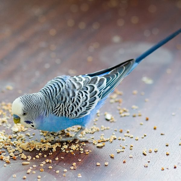 Can Parakeets Eat Raw Quinoa?