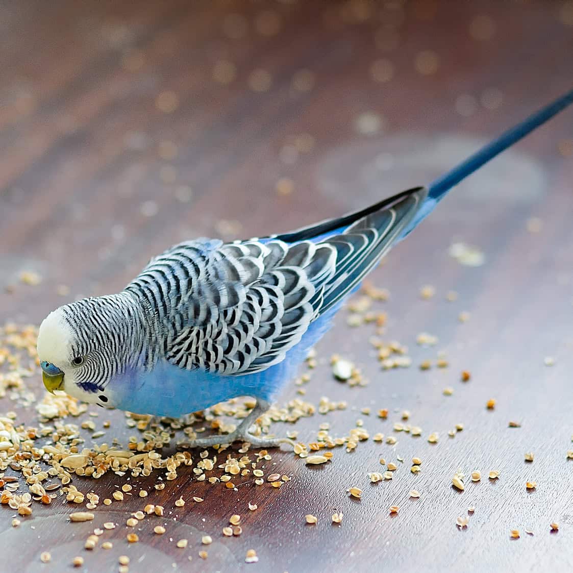 Can Parakeets Eat Raw Quinoa?