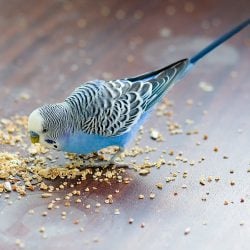 My Budgie is Tossing His Food Making a Mess Help!