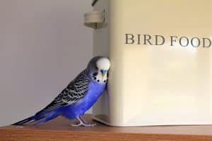 Does My Budgie Have Fatty Liver Disease?