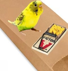 Budgie and mouse on brown paper bag Do You Know Any Effective Bird-safe Mouse Traps?