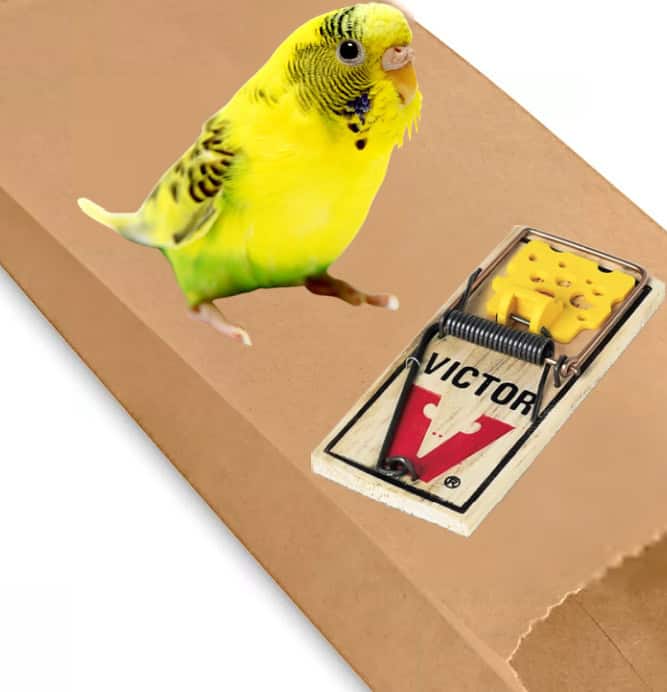 Do You Know Any Effective Bird-safe Mouse Traps?