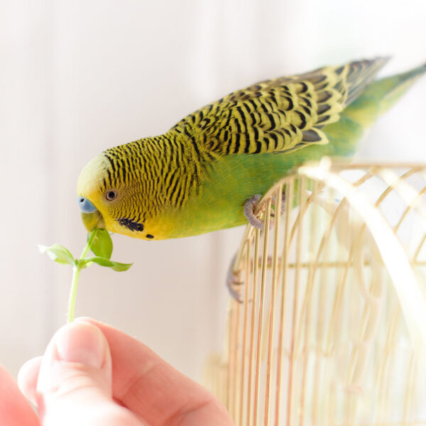 How Do I Get My Budgies to Eat Veggies?