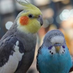 Cockatiels and Parakeets