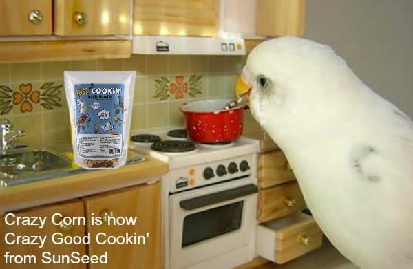 budgie-cooking-crazy-good-cookin