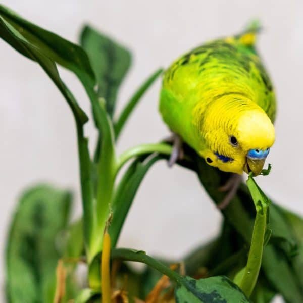 What Can I Do to Get My Parakeet to Eat Fresh Sprouts?