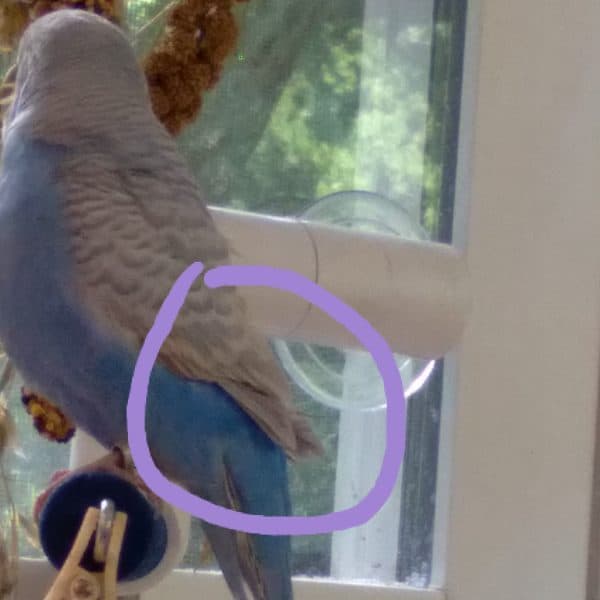 The Pet Store Trimmed Just One of My Budgies Wings Now He Falls