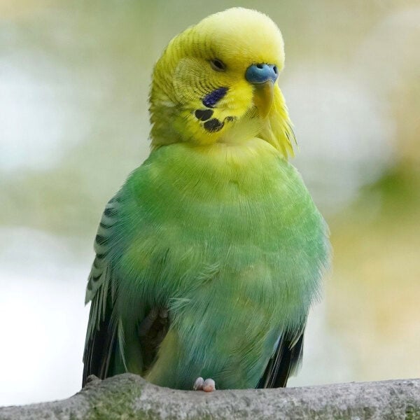 Would a Medium Size Parrot from Brazil Adopt a Small Parrot from Oz, the Land Down Under?