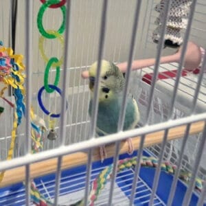 Did a 6 Week Absence Cause My Budgie’s Negative Behavior?