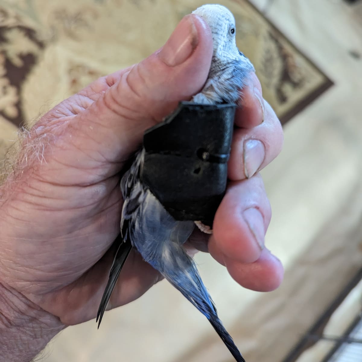 A Follow Up to Our Budgie with a Broken Wing