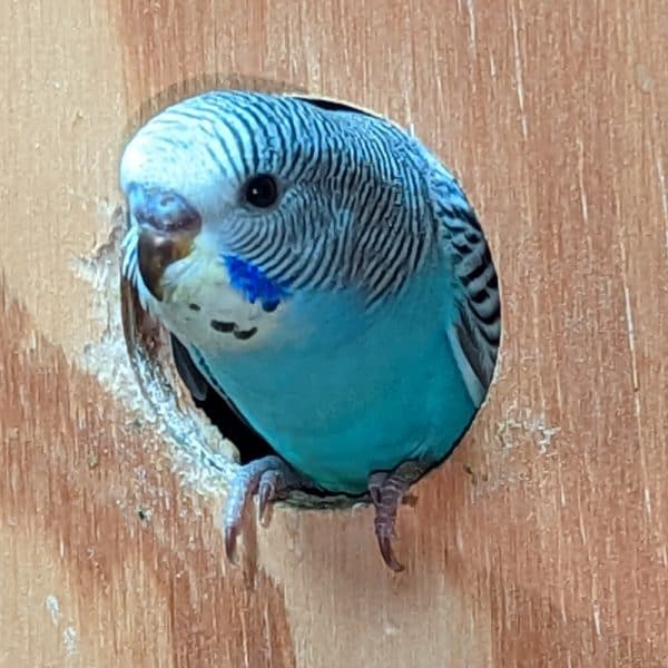 Juvenile budgie emerging from wooden nest 