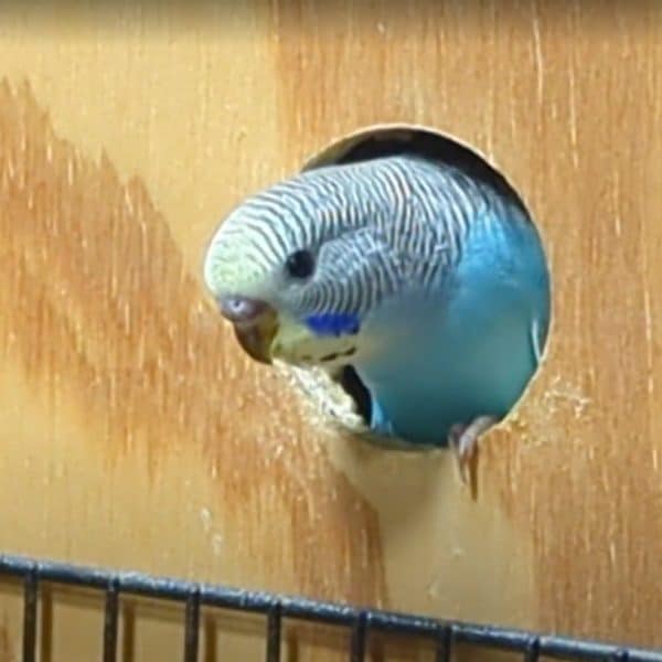 Juvenile blue budgie stickling head out of nest box