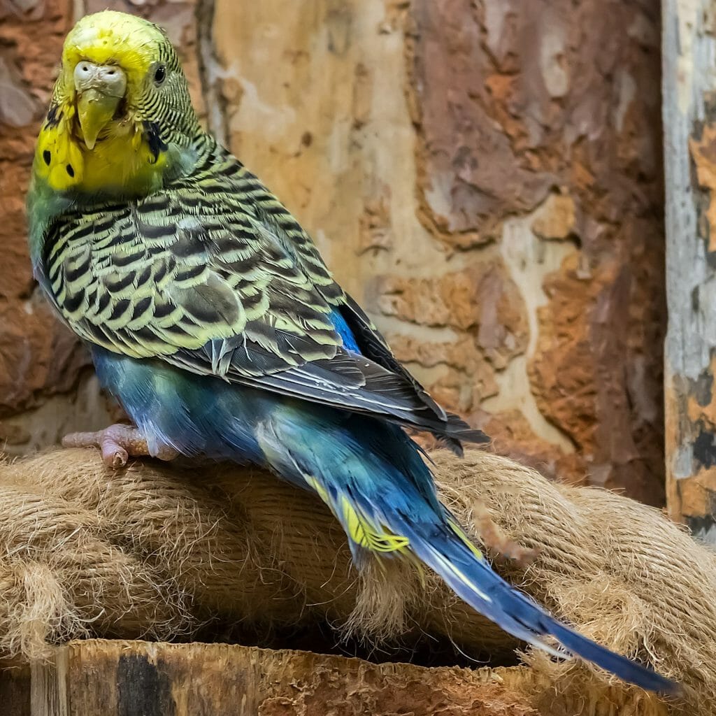 Have You Ever Experienced a Bird With “Bumblefoot”?