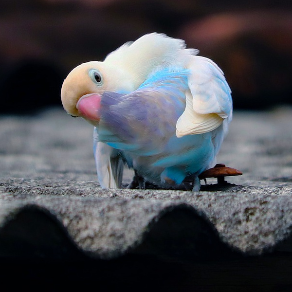 Our Roof Is Getting Replaced What to Do With Our Birds?