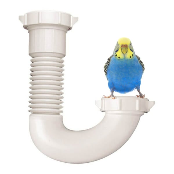 What Is A Bird Safe Drain Cleaner To Use In The Home?