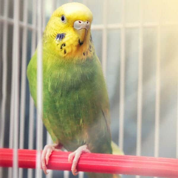 My Parakeet Won’t Chirp and Won’t Get Out of His Cage