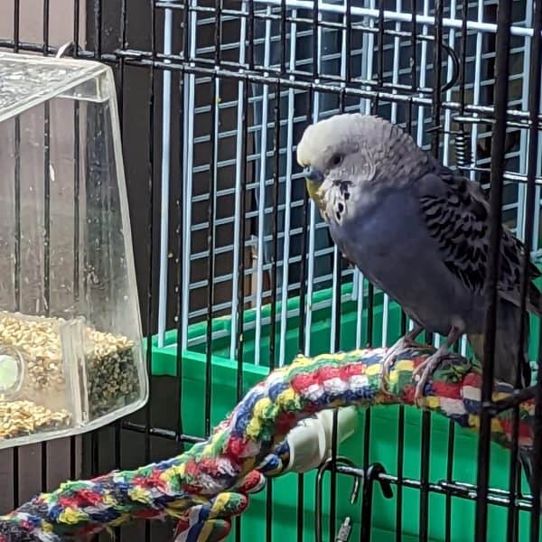 Budgie on rope perch next to a Tweeky Clean feeder