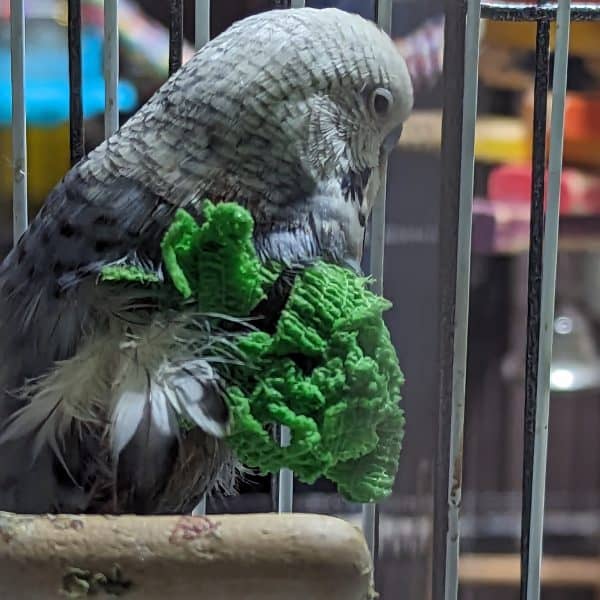 Budgie with a Broken Wing wearing a vet wrap bandage.