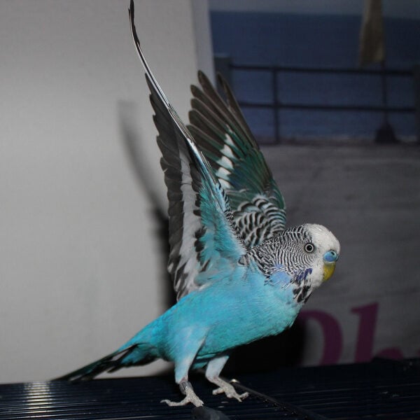 Why Cant My New Young Budgie Fly Well?