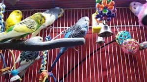 My Budgie Isn’t Active Until My Sisters Parakeet Arrives, Why?