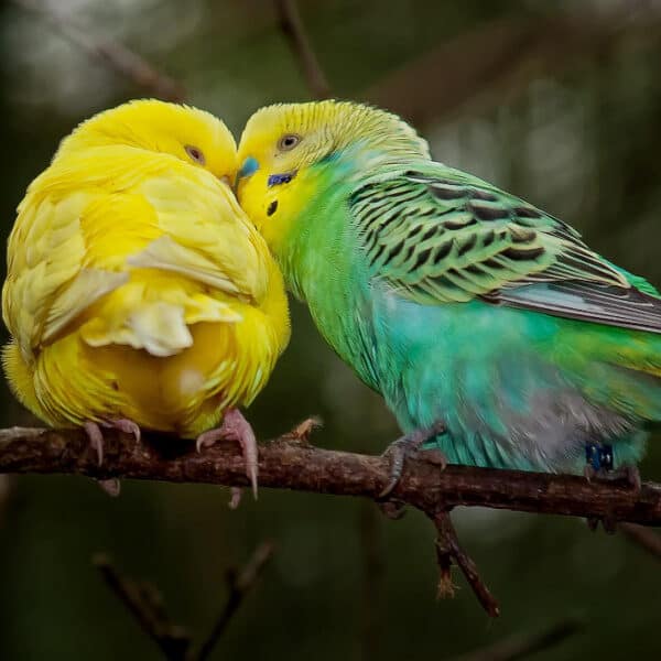 How Do You Select a Healthy, Happy Parakeet?