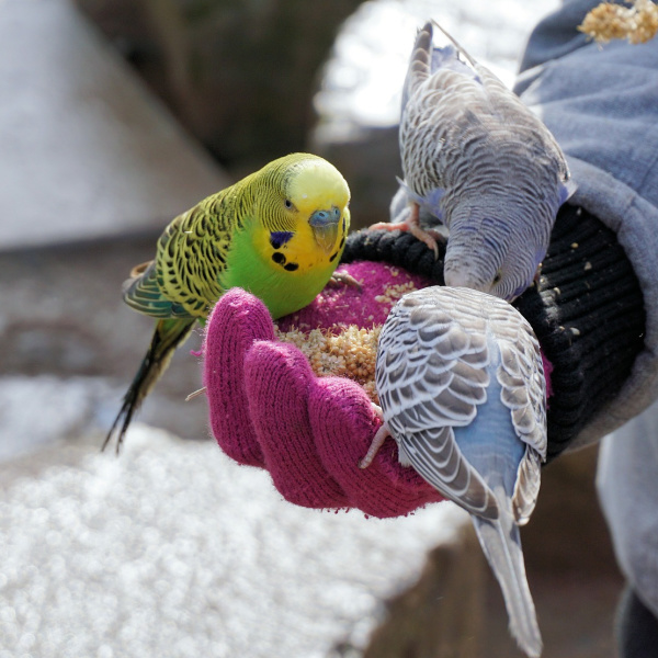 3 budgies eating seed from a wool gloved hand in winter