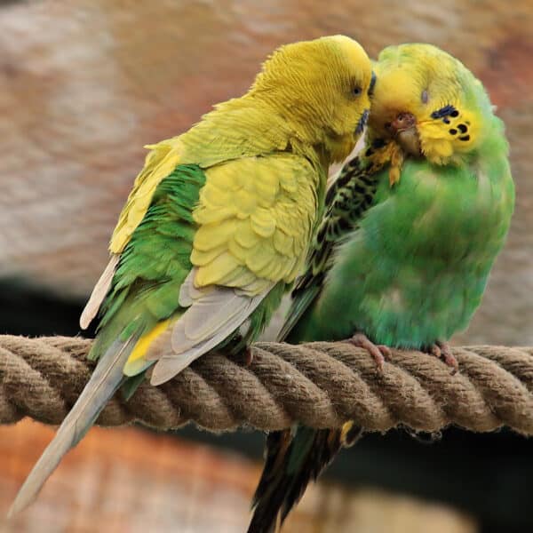 How Can I Get My Parakeets to Trust Me?