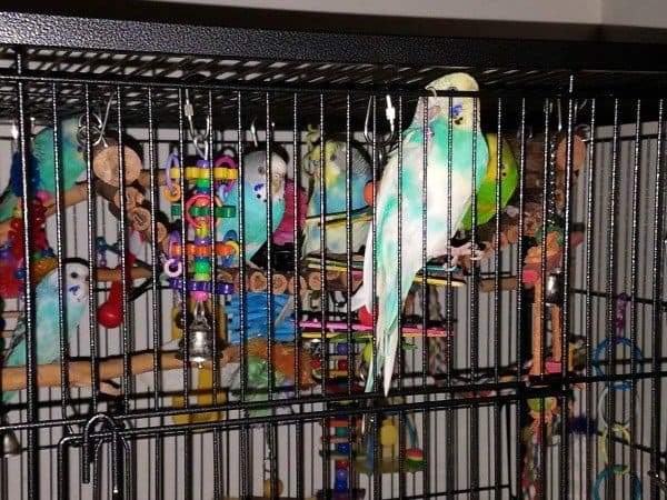 Is This A Proper Budgie Cage Set Up Windy City Parrot 3558