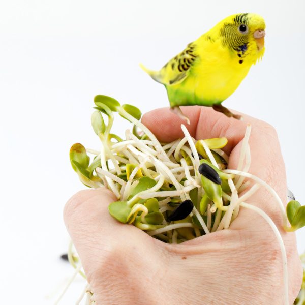 Are Alfalfa Sprouts Safe for My Budgies?