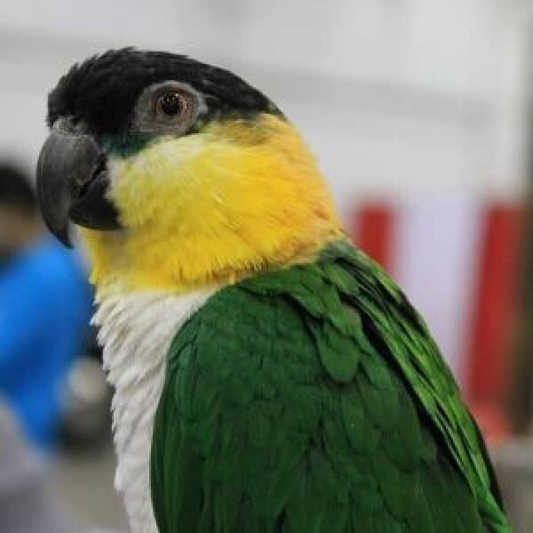 How Do I Care for My Caique Who Suffered a Stroke?