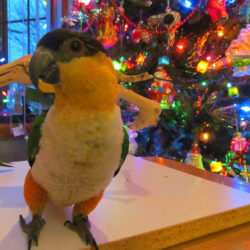 White bellied caique in front of Christmas lights