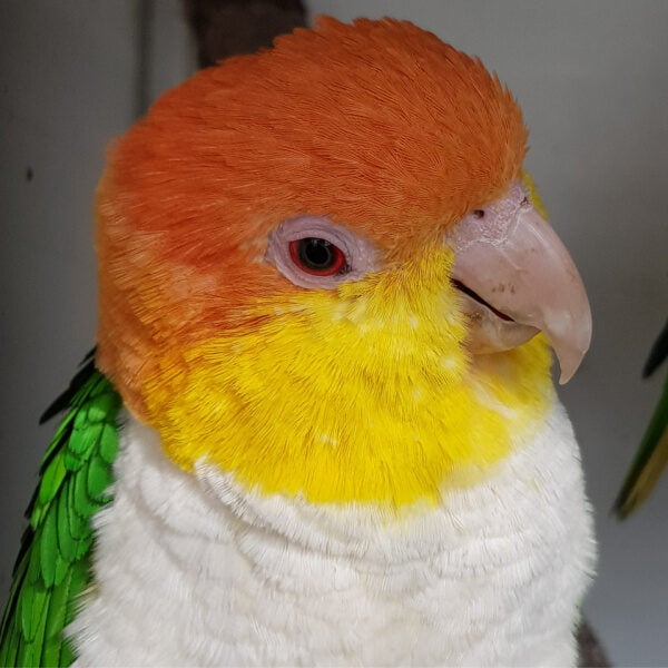 How Do I Stop an 8 Yr. Old White-bellied Caique From Chewing Everything?