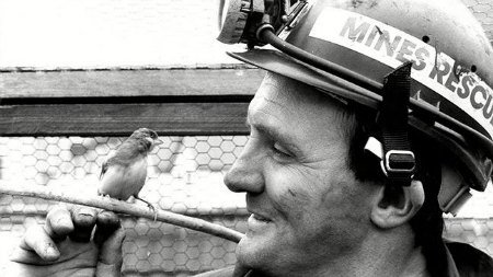 b and w photo coal miner rescue team member holding canary on branch