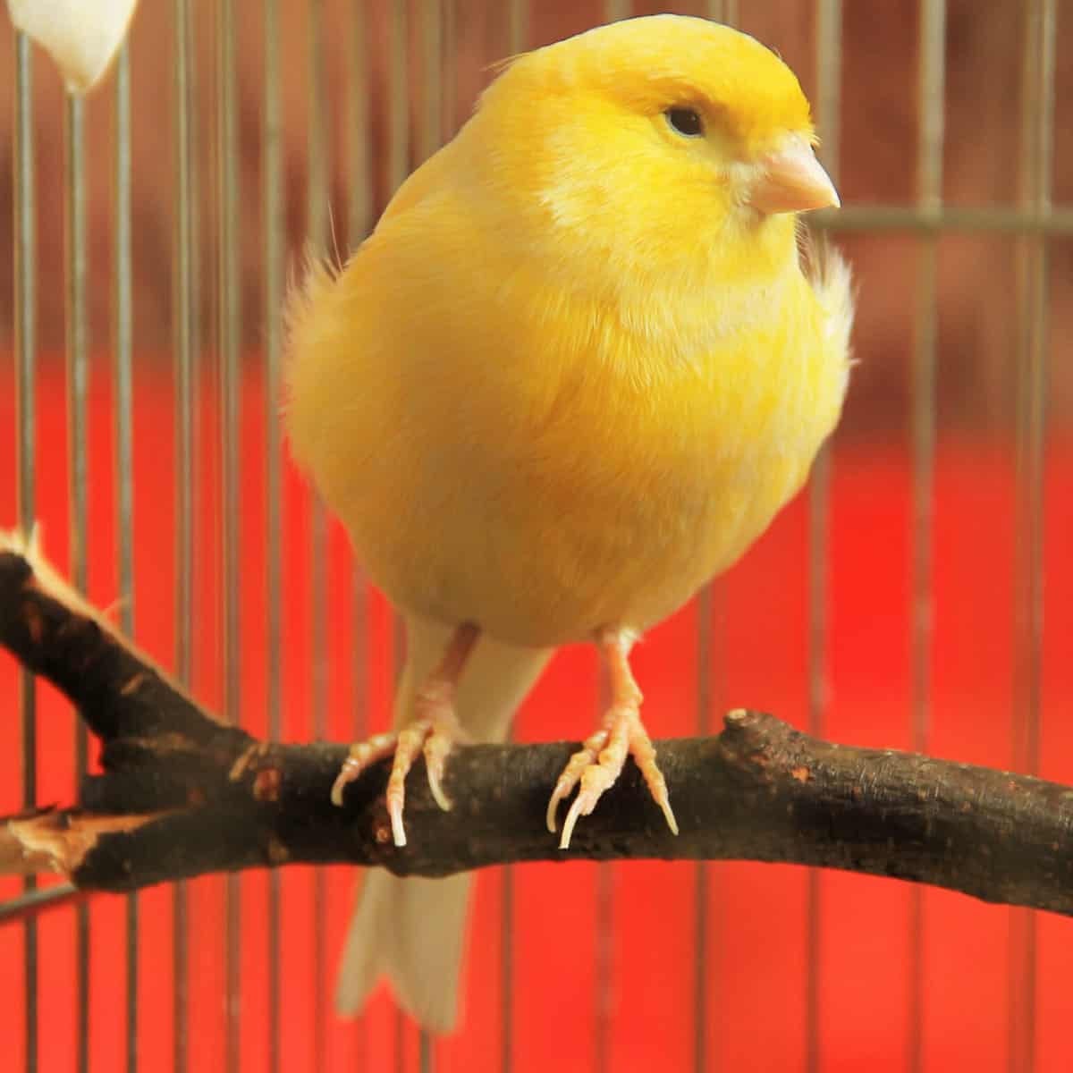What Supplements Do You Suggest for My Canaries Enlarged Mass