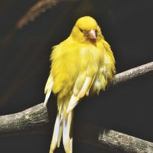 How Do I Get My Canary to Stop Singing?