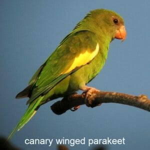 Is My Noisy Canary Winged Parakeet Normal?