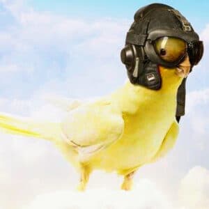 yellow cockatiel wearing leather flight helmet