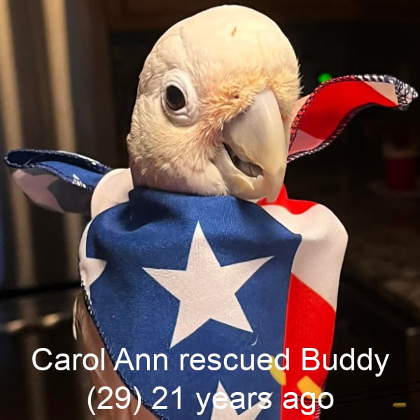 Cockatoo wearing an American Flag bandana