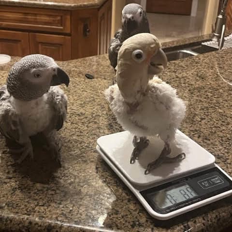 3 juvenile African grey parrots one on a scale