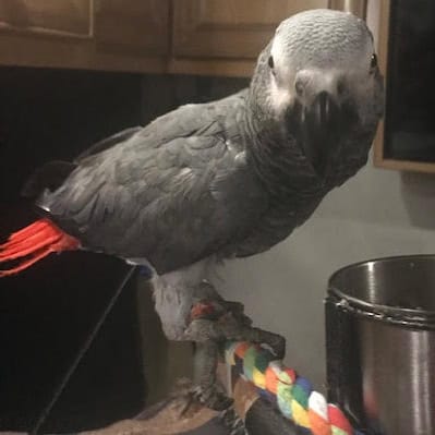 Solo Congo African grey parrot on perch