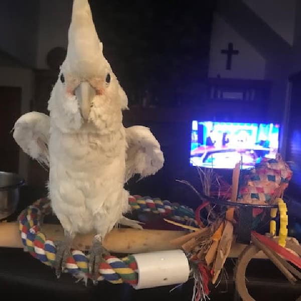 Cockatoo-standing on- a rope swing with computer monitor in the background