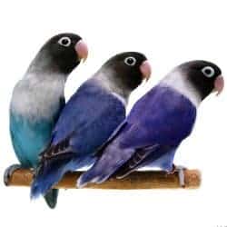 Lovebird Food