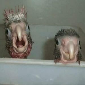 2 parrot chick in bath