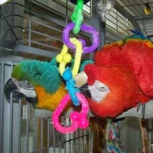 2 macaw parrot playing on plastic chompin chain